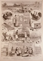 La grande question des œufs : Croquis dans une ferme avicole, de The Illustrated London News, 2 avril 1887